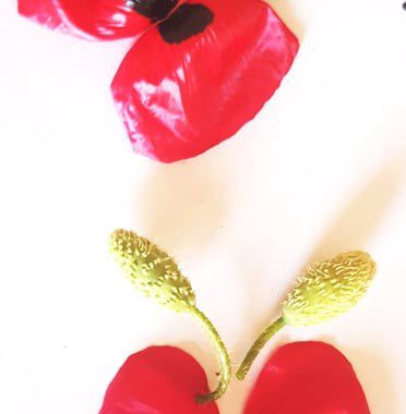 Εύκολη κατασκευή: πεταλούδες από παπαρούνες !