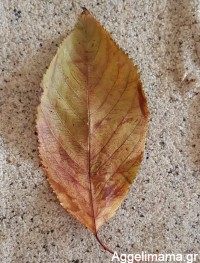 Κρεμαστά φύλλα με άμμο και αλάτι!