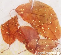 Αισθητηριακή τσάντα με φύλλα από 6 μηνών!