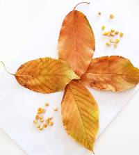 πεταλούδα από φθινοπωρινά φύλλα!